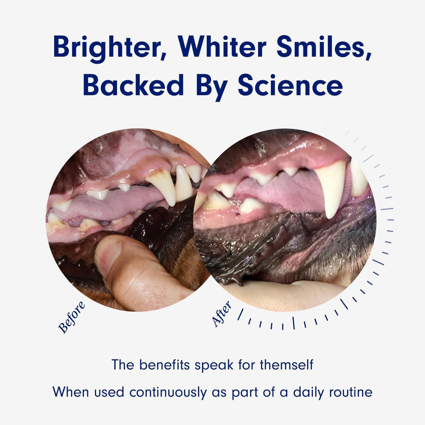 Pet Dental Cleaning Powder for Cats and Dogs