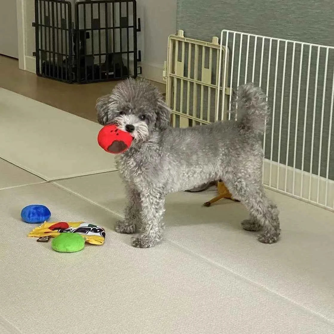 Engaging Dog Foraging Toys for Training & Stress Relief