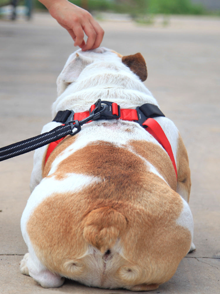 comfortable dog leash collar - Pawlunexa
