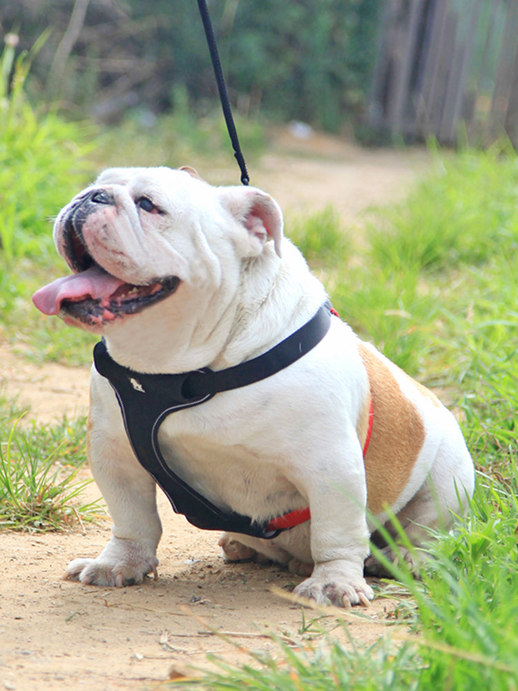 comfortable dog leash collar - Pawlunexa