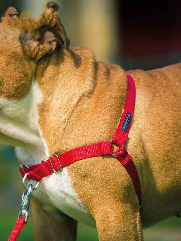 comfortable dog walking collar