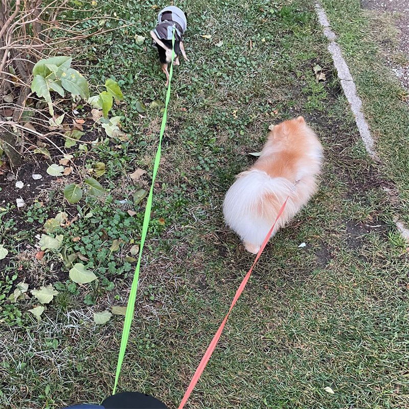 Reflective Retractable Dog Leash - Pawlunexa