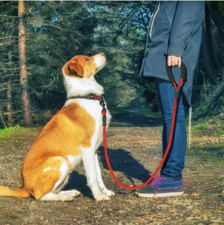 Reflective Dog Leash for Training - Pawlunexa