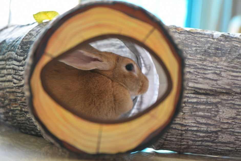 Cat Toy Tunnel with Tree Pattern - Pawlunexa