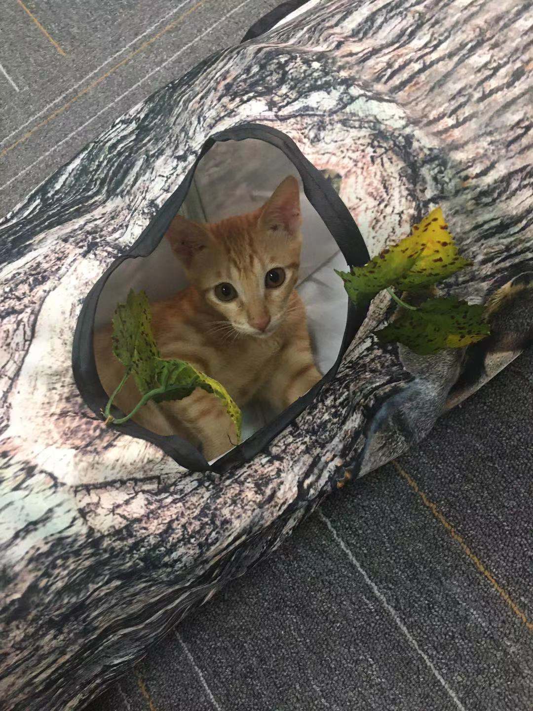Cat Toy Tunnel with Tree Pattern - Pawlunexa