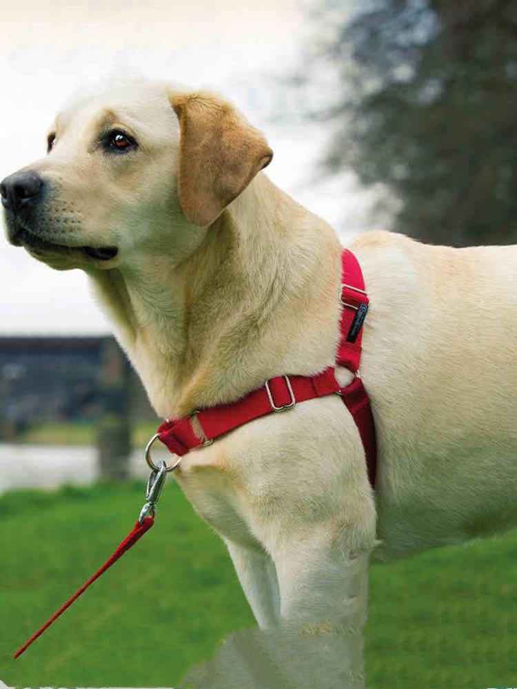 comfortable dog walking collar