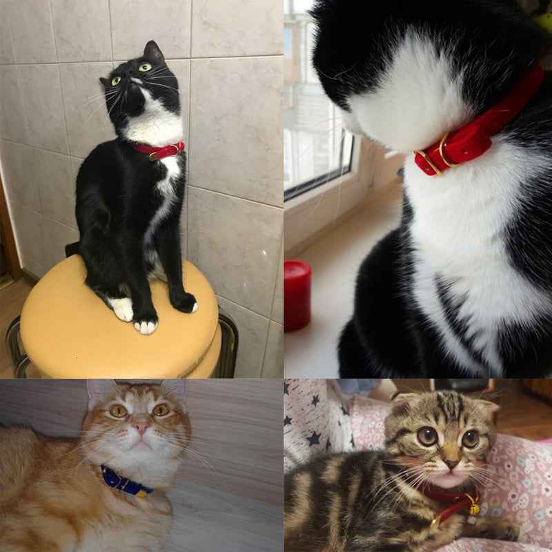 Stylish cat collar