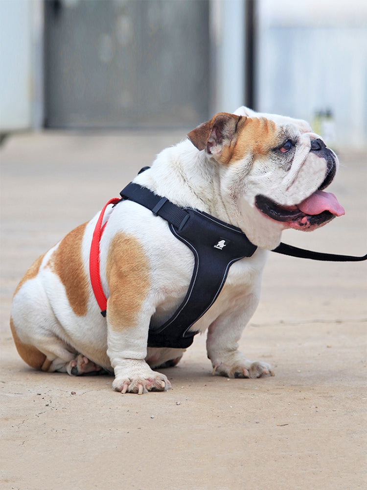 comfortable dog leash collar - Pawlunexa