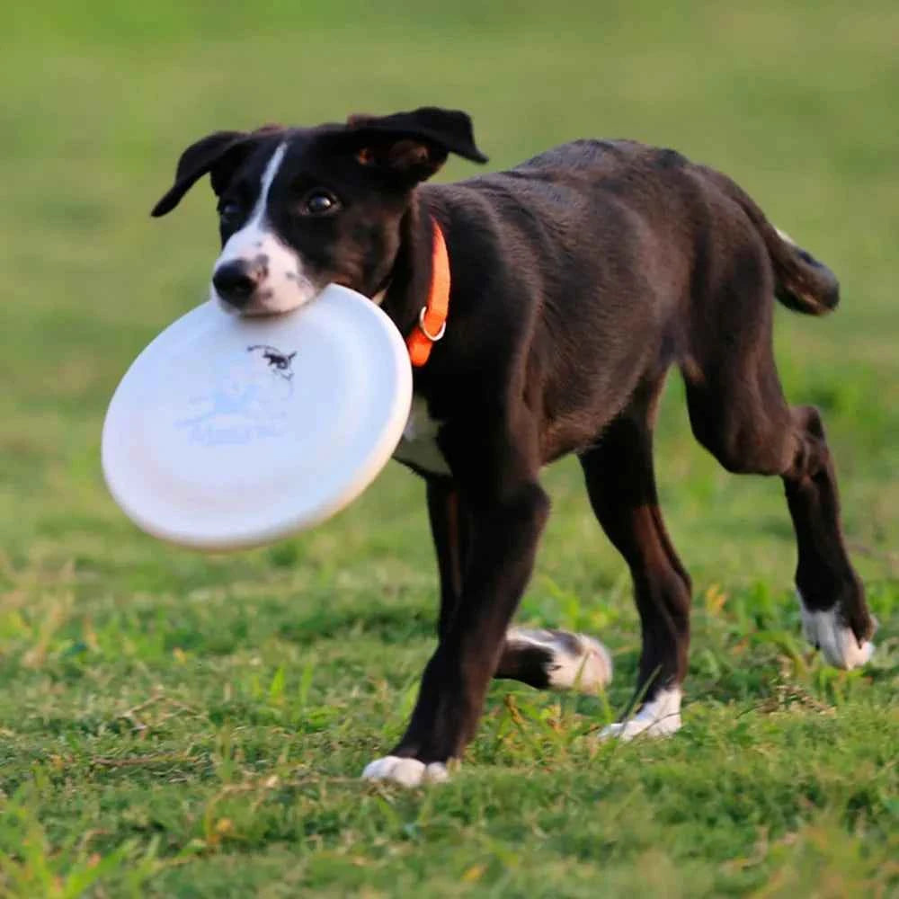 Durable Dog Training Disc - Enhance Your Pet's Playtime with This Easy-Catch Training Toy