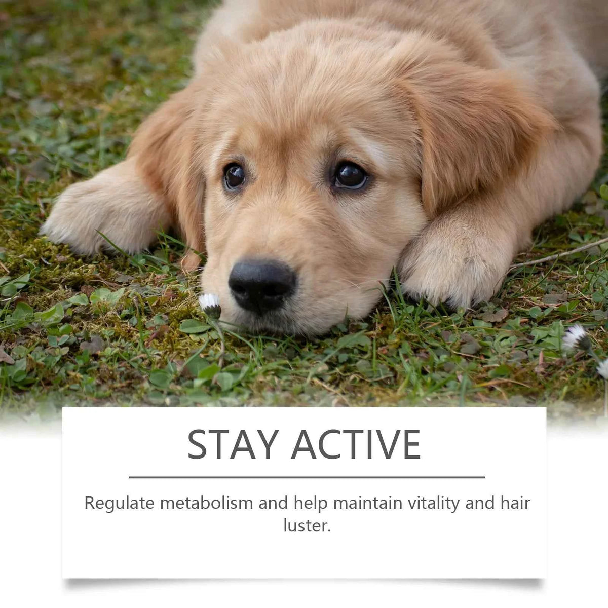 Immune-Boosting Multivitamin for Dogs - Daily Vitality & Skin Comfort in a Gentle 60ml Formula