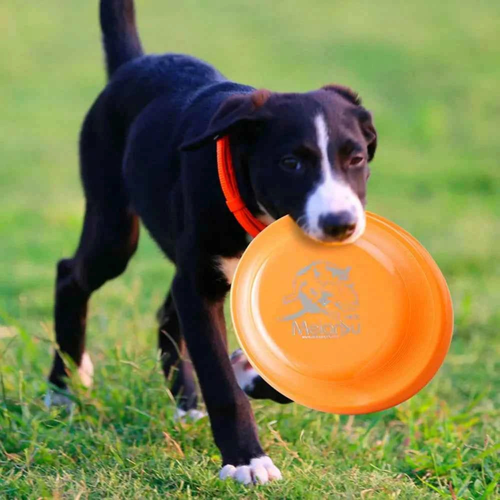 Durable Dog Training Disc - Enhance Your Pet's Playtime with This Easy-Catch Training Toy