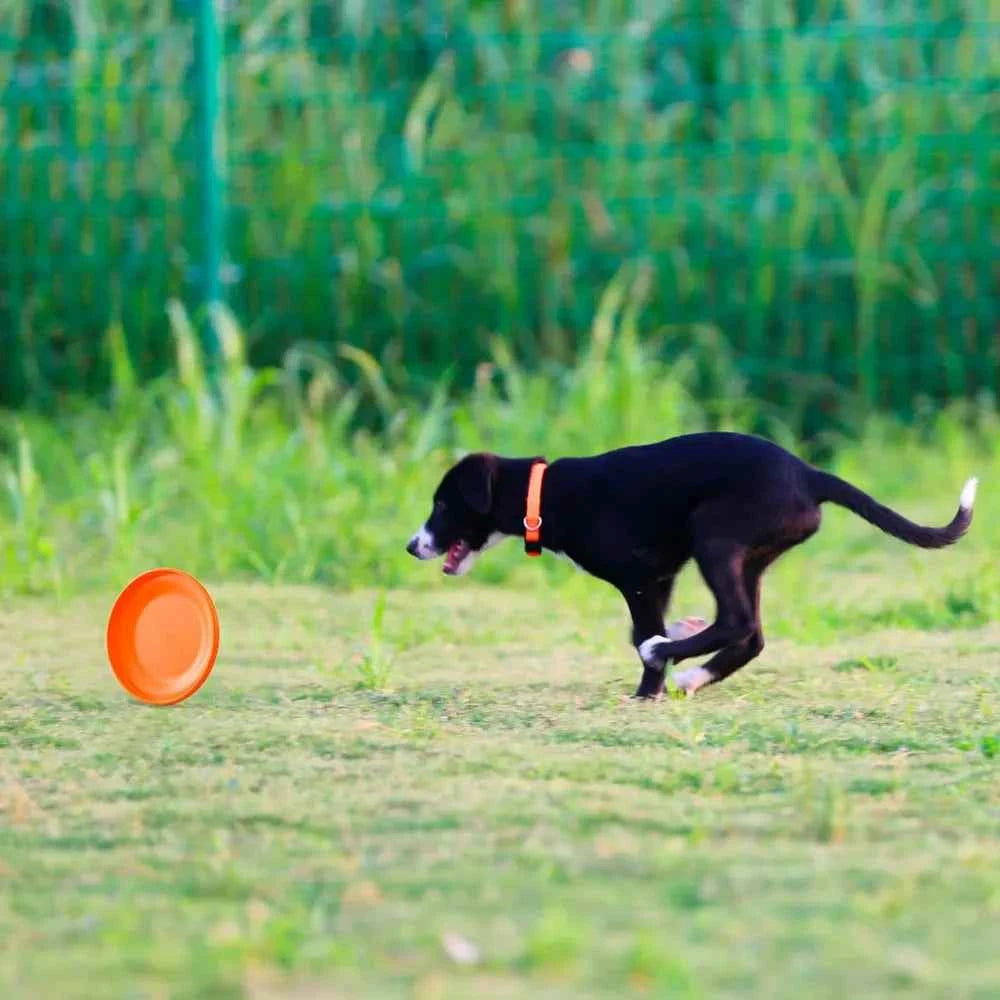 Durable Dog Training Disc - Enhance Your Pet's Playtime with This Easy-Catch Training Toy