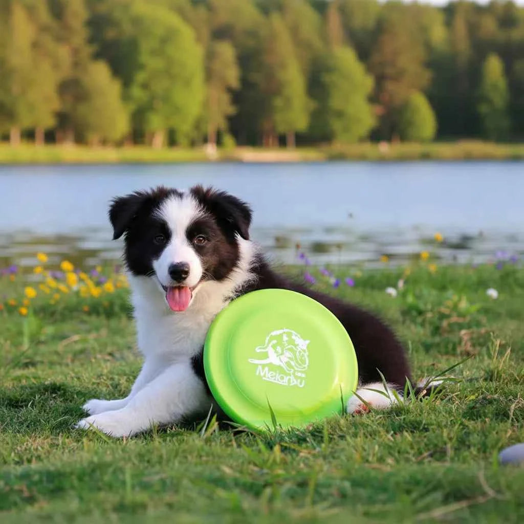 Durable Dog Training Disc - Enhance Your Pet's Playtime with This Easy-Catch Training Toy
