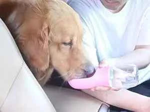 Portable Dog Water Bottle & Food Container: Ultimate Travel Solution for Pets