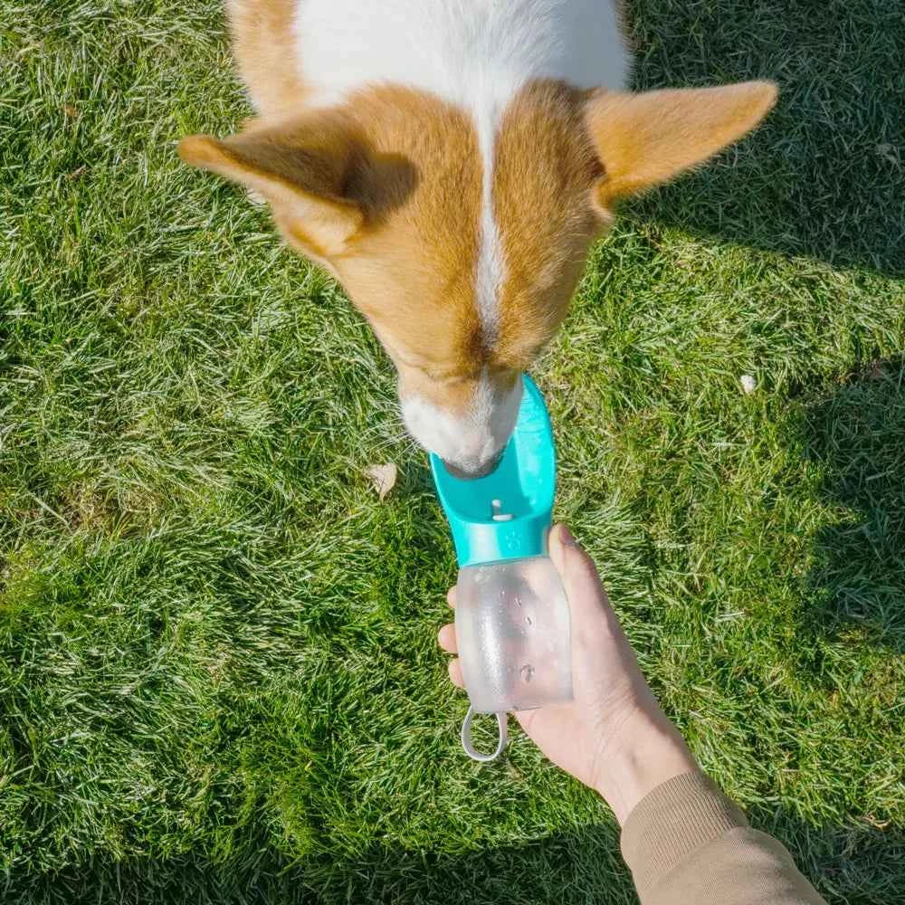 Holapet 300ML Portable Pet Dog Water Bottle – Perfect Hydration for Your Small and Medium Furry Friends