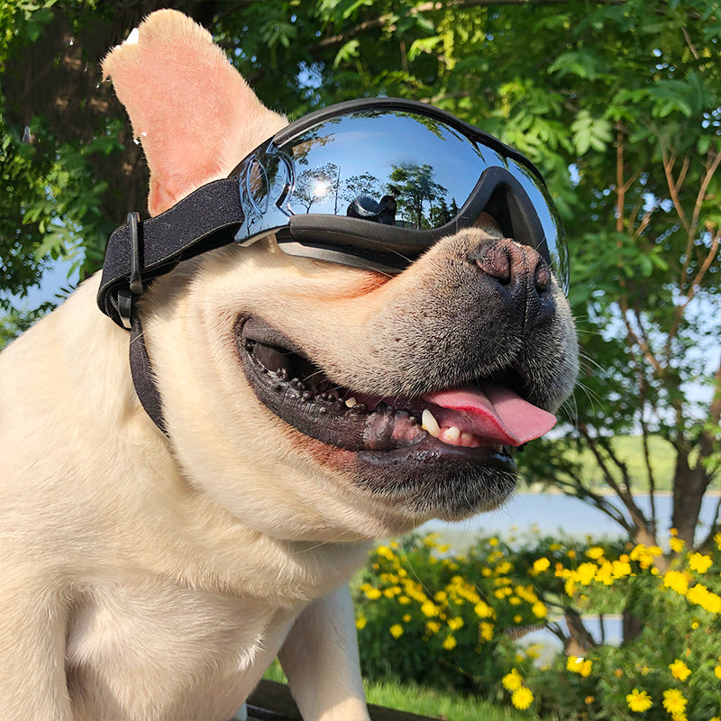 Pet Sunglasses for Dogs - Pawlunexa